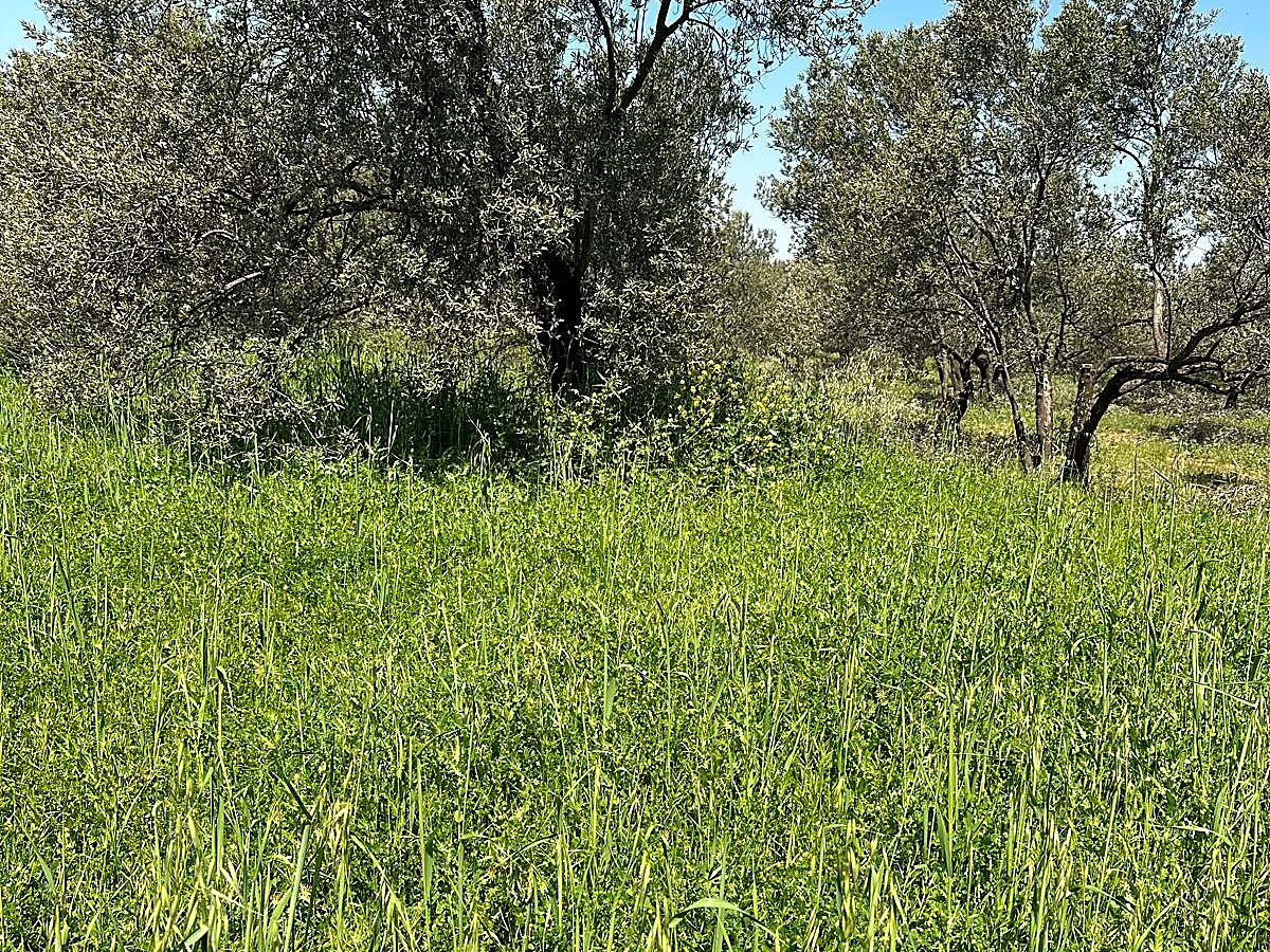 Ulubeyler çevresindeki zeytinliklerden görünüm
